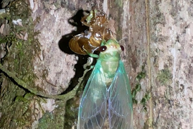 2 Hour Night Hike Tour-Amazing Nocturnal Creatures in Drake Bay - The Sum Up