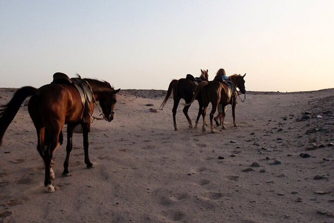 2 Hours Horse Riding With Transfer From Hurghada - Transfer Options and Pricing