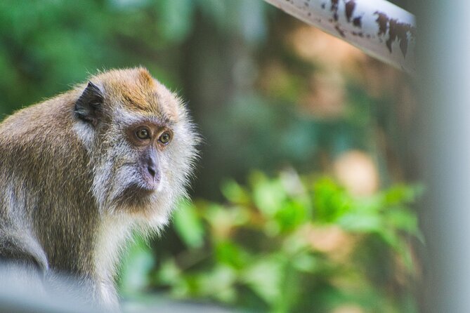 2 Hours Lagoon Tour to Monkey Island - Tour Inclusions