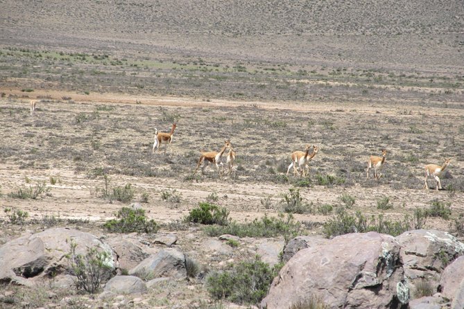 2days: Colca Canyon Trek 2d/1n - Pickup and Transportation Details