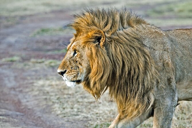 3 Day Amboseli Safari - Safety and Accessibility