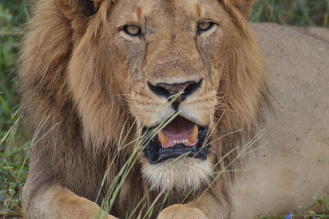 3-Day Big 5 Wildlife Experience in the Giraffe Paradise - Day 3: Giraffe Paradise Exploration