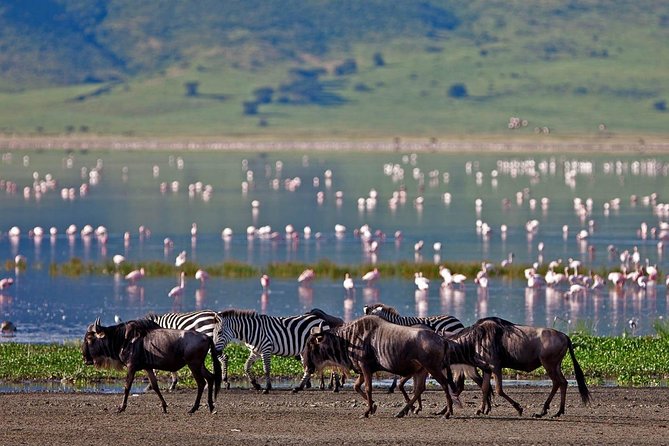 3 Day Bird Watching Safari : Lake Bogoria, Lake Naivasha & Lake Nakuru Park - Additional Information