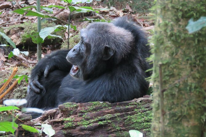 3-Day Chimpanzee Trekking Safari in Kibale Forest - Pickup Logistics