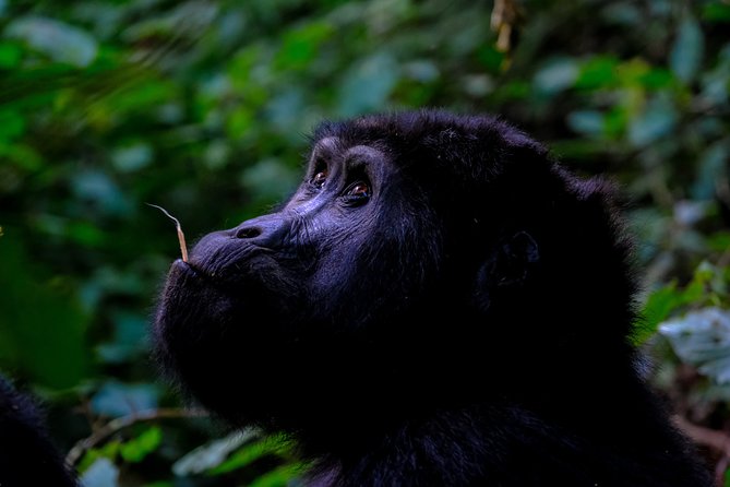 3-Day Gorilla Trekking in Bwindi National Park With Full Board - Gorilla Trekking Experience