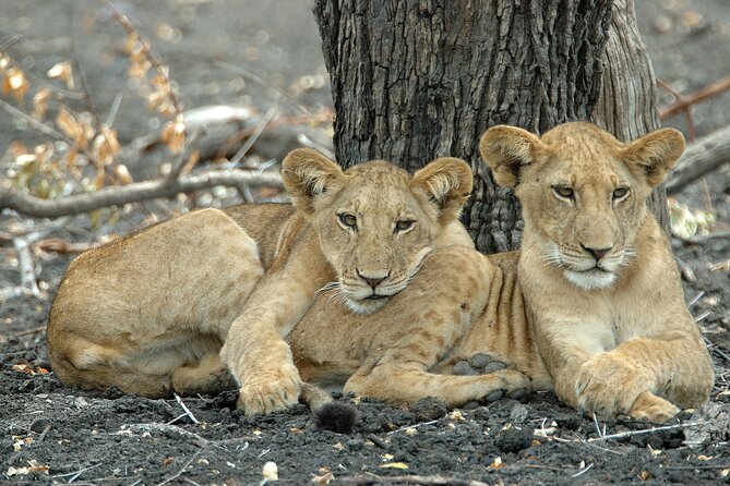 3 Day Luxury Selous Wildlife Encounter Safari Tour - Safari Activities