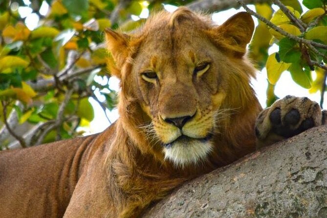 3-Day Safari in Queen Elizabeth National Park Uganda From Kampala - Pricing and Booking