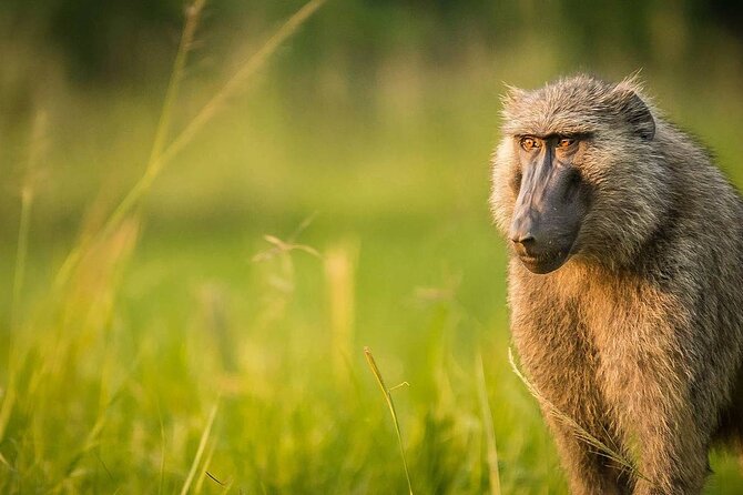 3 Day Safari-Ngamba Island and Kampala City Tour - Itinerary Highlights