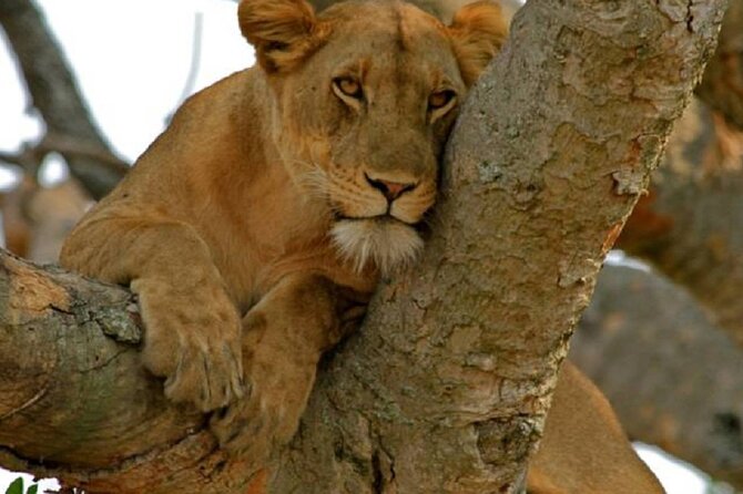 3 Day Safari Tour of Queen Elizabeth National Park in Uganda - Wildlife Encounters