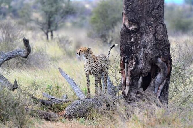 3 Day Safari Tsavo East - Inclusions and Guarantees