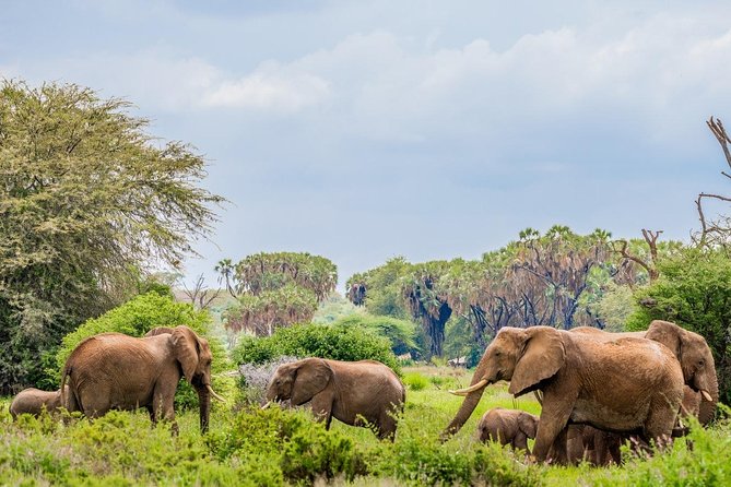 3 Day Samburu Safari - Game Drive Experience