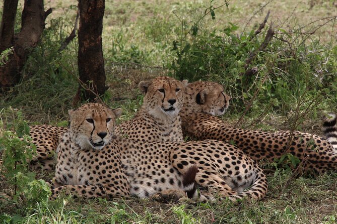 3-Day Tour in Manyara, Ngorongoro, Tarangire With Night Safari - Safari Highlights