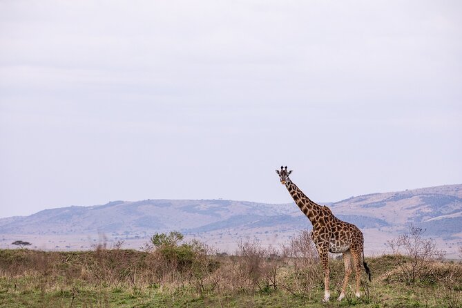 3 Days 2 Night Safari to Ol Pejeta Conservancy - Safari Itinerary Details