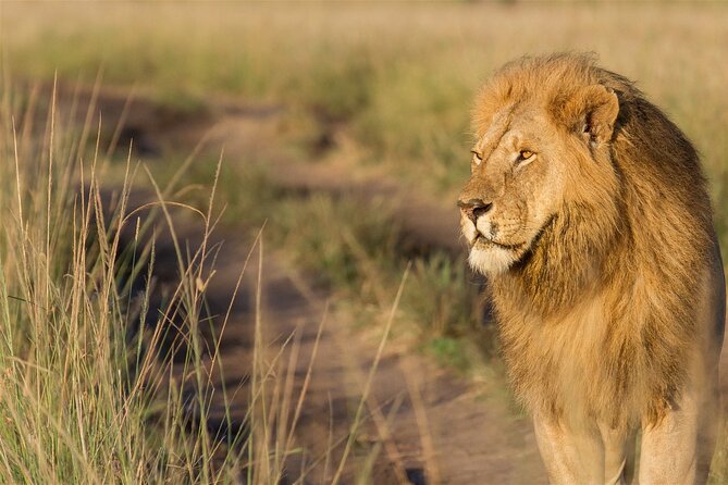 3 Days 2 Nights in Maasai Mara Safari Tour - Booking and Cancellation Policy