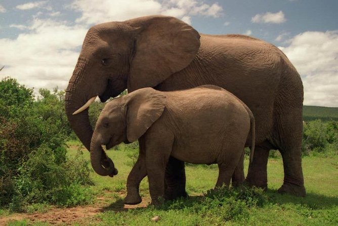 3 Days 2 Nights Masai Mara Joining Safari From Nairobi - Inclusions and Exclusions