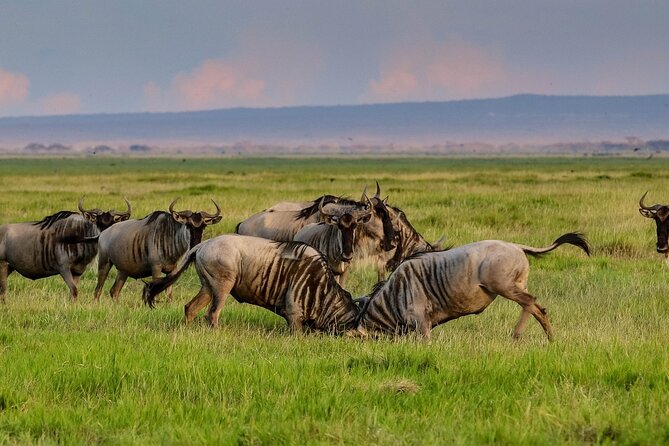 3 Days 2 Nights Safari to Amboseli From Nairobi - Cancellation Policy Details
