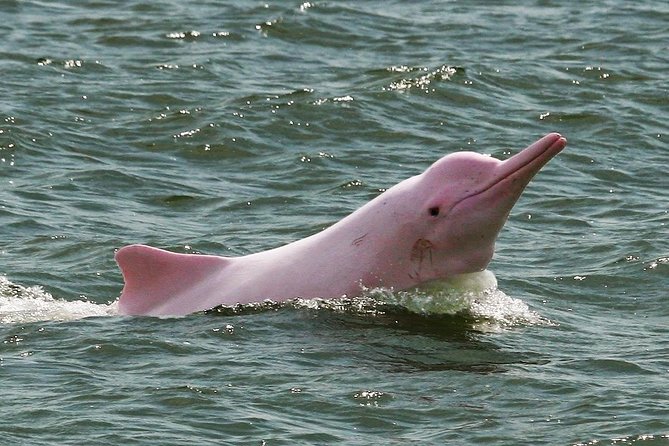 3 Days Amazon Jungle Tour With Pink Dolphin Watch From Iquitos - The Sum Up
