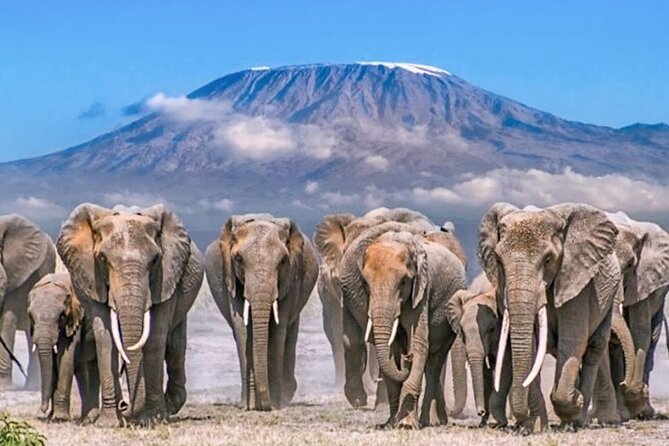3 Days Amboseli and Tsavo West National Park Safari From Nairobi