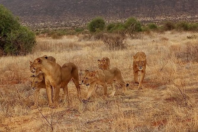 3 Days Amboseli & Tsavo East Jeep Safari From Diani (Min 2 Pax) - Additional Information