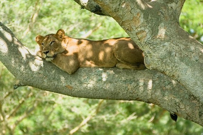 3 Days Big Five Game Viewing in Queen Elizabeth National Park - Booking Information