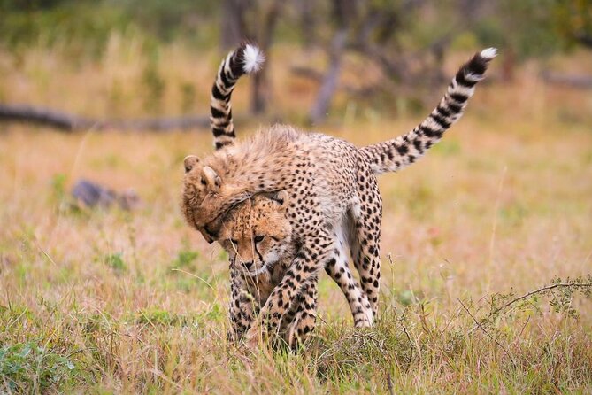 3 Days Camping Safari to Serengeti and Ngorongoro Crater - Group Joining - Meal Plan