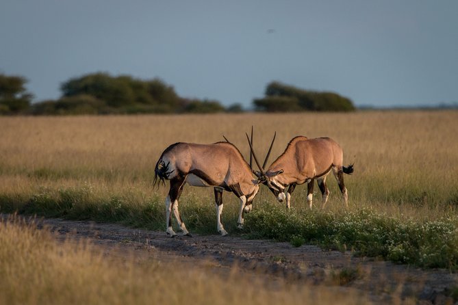 3-Days Central Kalahari Game Reserve - Itinerary Details