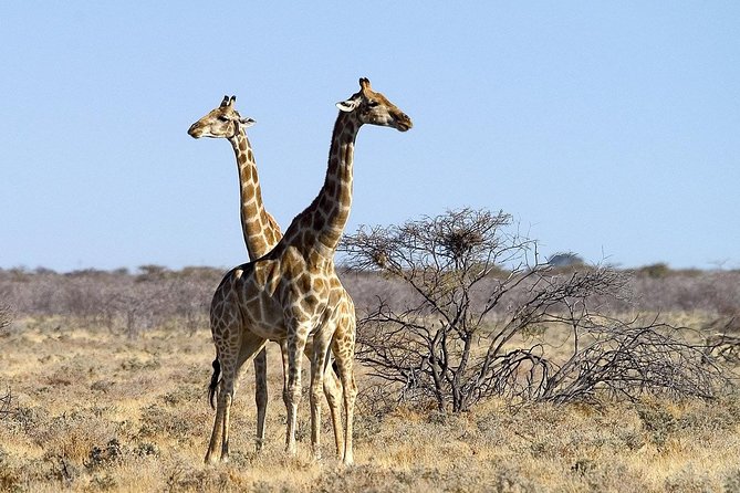 3 Days Etosha National Park Camping - Camping Experience Details