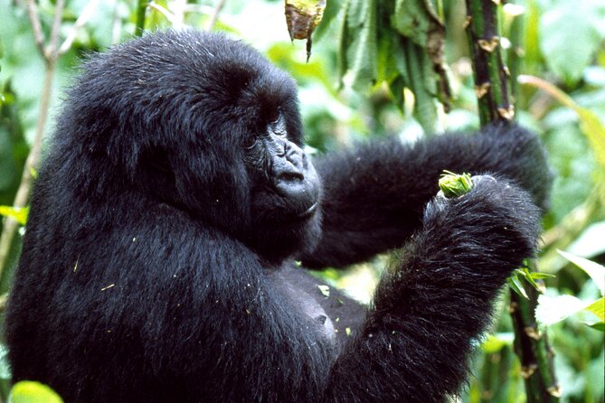 3 Days Golden Monkey Private Trekking in Rwanda - Inclusions and Exclusions
