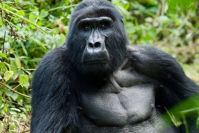 3 Days Gorilla Trekking Bwindi and Lake Bunyonyi Safari - Gorilla Trekking Experience