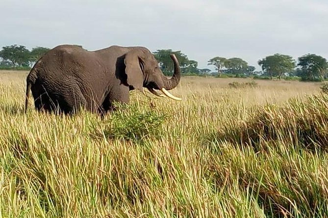 3 Days Hiking Safari To Mountain Elgon Sipi Hiking - What To Expect