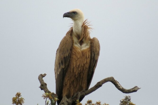 3-Days in Private Tour Knowing The Kingdom of the Vulture - Booking Information