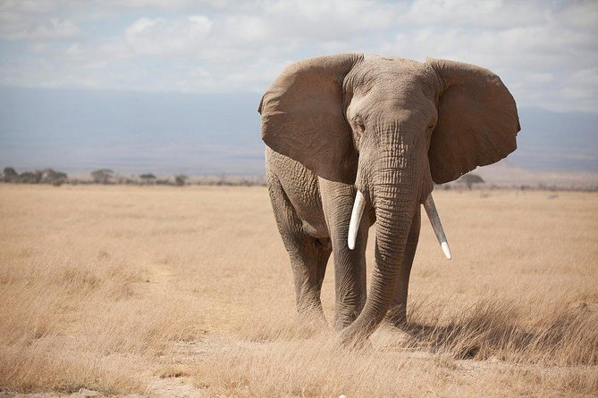3 Days Nairobi, Tsavo West, Amboseli Safari - Additional Tour Information