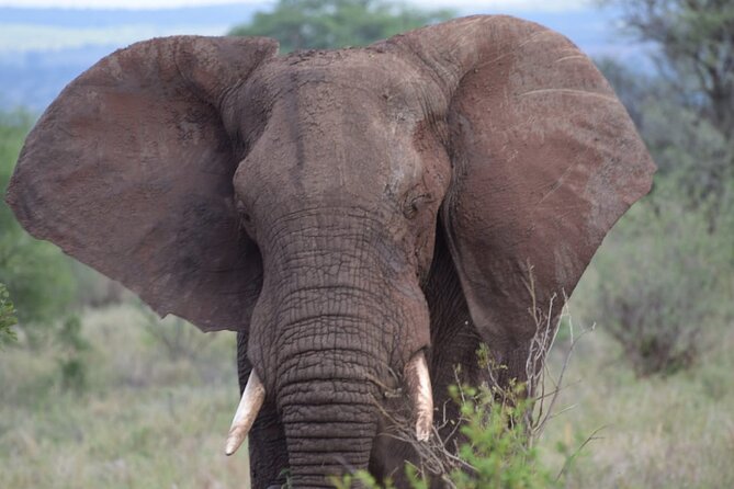3 Days PRIVATE LUXURY SAFARI to Masai Mara From Nairobi - Pickup and Drop-off Information