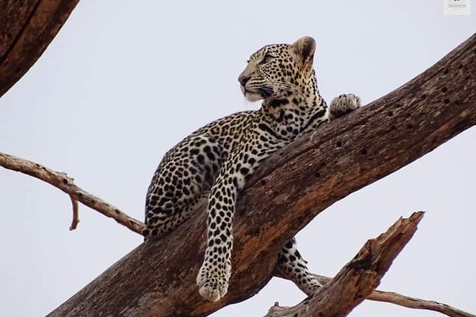 3 Days Private Safari Tour in Tsavo East and West From Watamu - Safari Experience Details