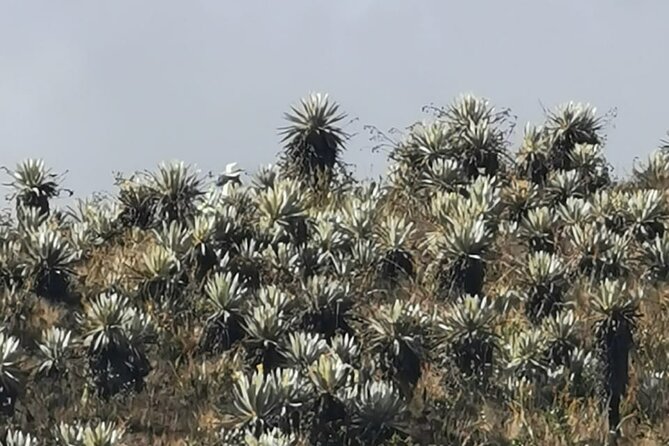 3 Days- Private Tour Chingaza-Guatavita Savannah Expedition - Booking and Contact Information