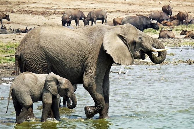 3 Days Queen Elizabeth National Park Safari