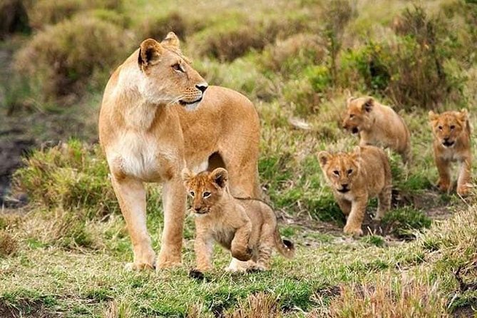 3 Days Safari - Ifakara-Udzungwa and Mikumi National Parks - The Sum Up