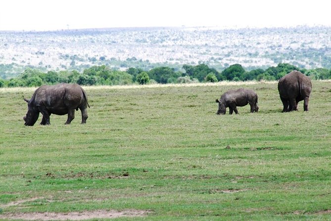 3 Days Safari to Amboseli National Park Starting From Nairobi - Wildlife Encounters