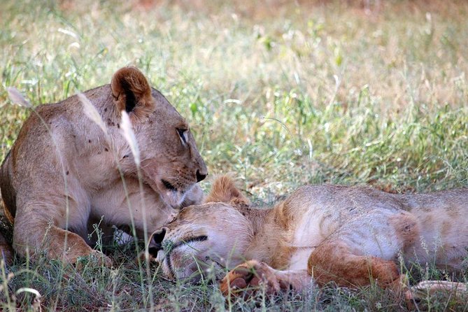 3 DAYS SALTLICK and NGUTUNI SAFARI (Minimum 2 Pax) - Additional Information