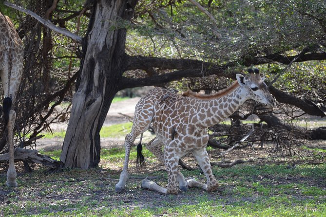 3 Days Selous Game Reserve Road Trip- Boat Safari, Game Drive And Walking Safari - Wildlife Encounters