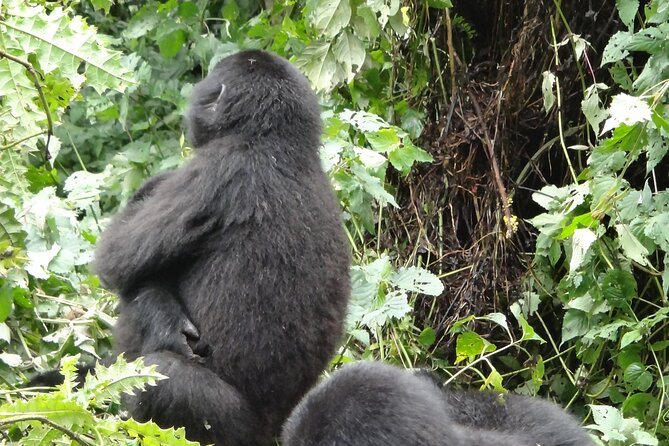 3 Days Uganda Gorilla Safari Tour - Gorilla Trekking Experience
