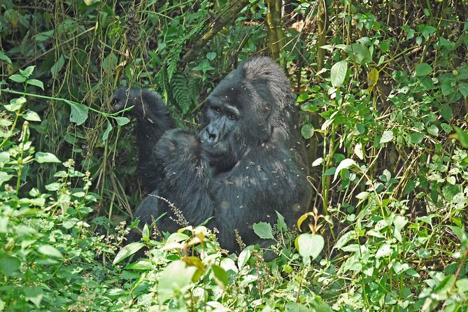 3 Days Uganda Gorilla Trekking Safari in Bwindi National Park - Trekking Guidelines and Tips