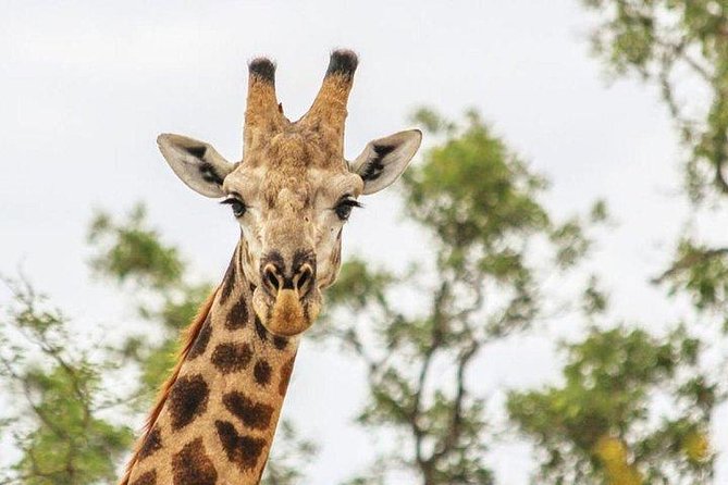 3 Days Victoria Falls Adventure and Safari Experience - Day 2 Adventures