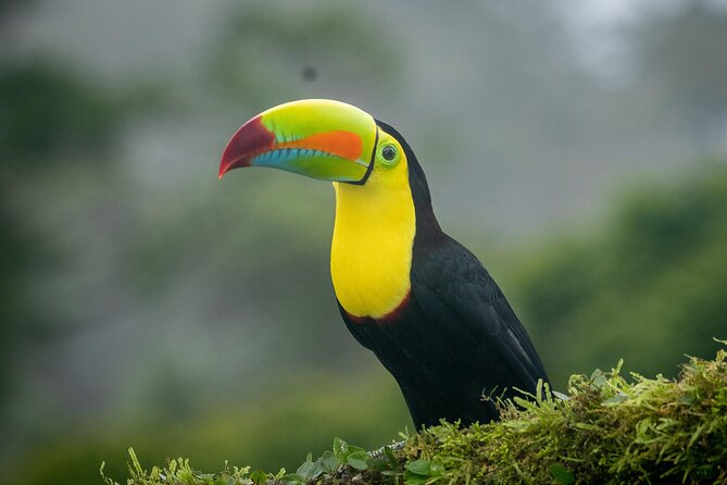 3 Hours Bird Watching Guided Experience in Bajo Cebadilla - Schedule Overview
