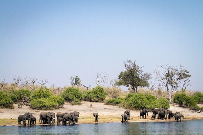 3 Hours Chobe Boat Cruise, Botswana - Meeting Instructions