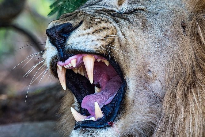 3days 2NIGHT Safari to Selous Game Reserve - Confirmation and Accessibility