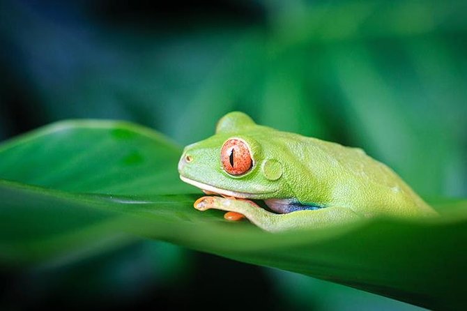 4-Day Adventure in Tortuguero National Park - Activities and Excursions