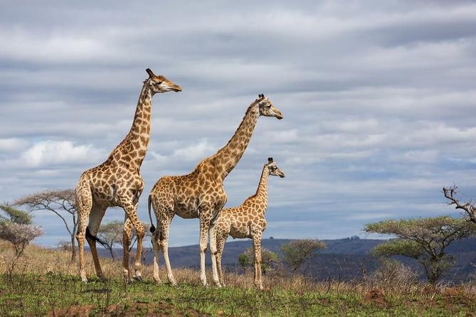 4 Day Amboseli National Park Luxury Safari - Wildlife Viewing Opportunities