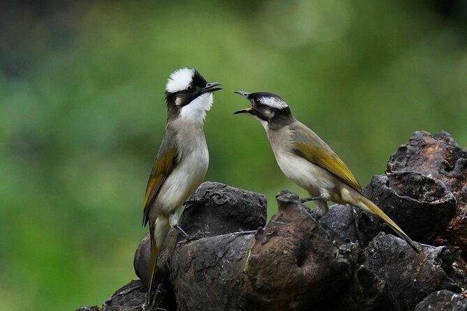 4-Day Birding in Murchison Falls National Park - Day 4: Farewell Birding Session