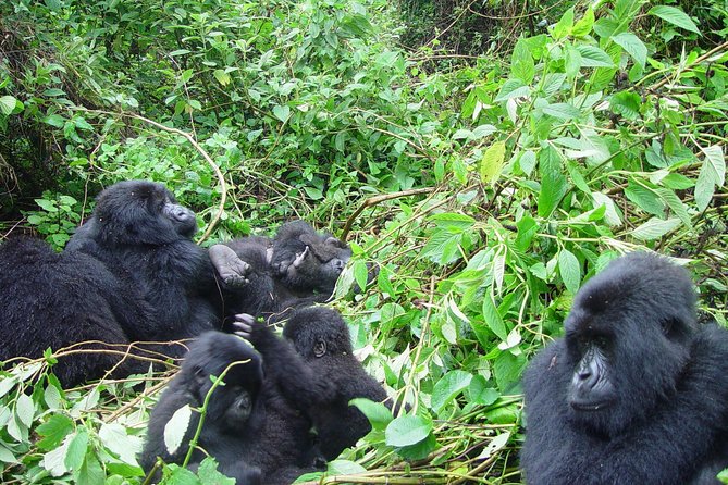 4 Day Chimpanzee Trek Wildlife and Gorilla Trekking at Bwindi Uganda - Accommodation Information